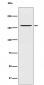 Anti-CLASP1 Rabbit Monoclonal Antibody